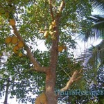 Jackfruit